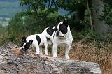 BOULEDOGUE FRANCAIS 1308